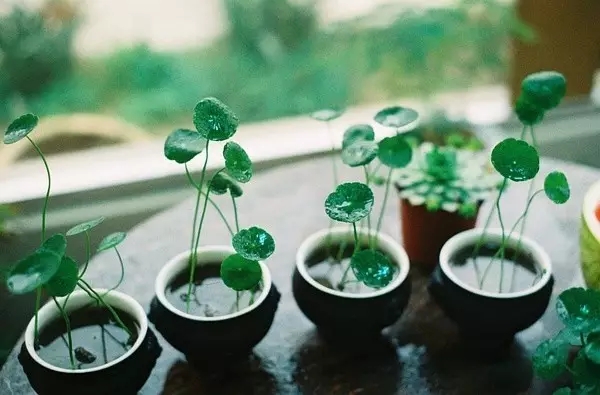 這些招財(cái)植物，快點(diǎn)帶一盤(pán)回家！